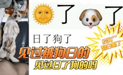 【卧槽，给狗艹翻白眼了】见过被狗日的！见过日了狗的吗？